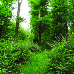 09/07 : Jeux et biodiversité dans la forêt du Bager