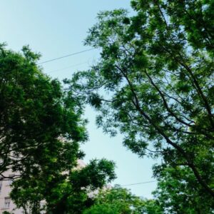 16/07 - NATURE EN VILLE - 8/12ans