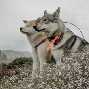 07/07 - CANI RANDO - 7/16ans