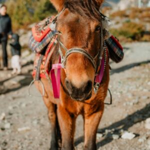 20/07 - RANDONNÉE À CHEVAL - 7/15ans