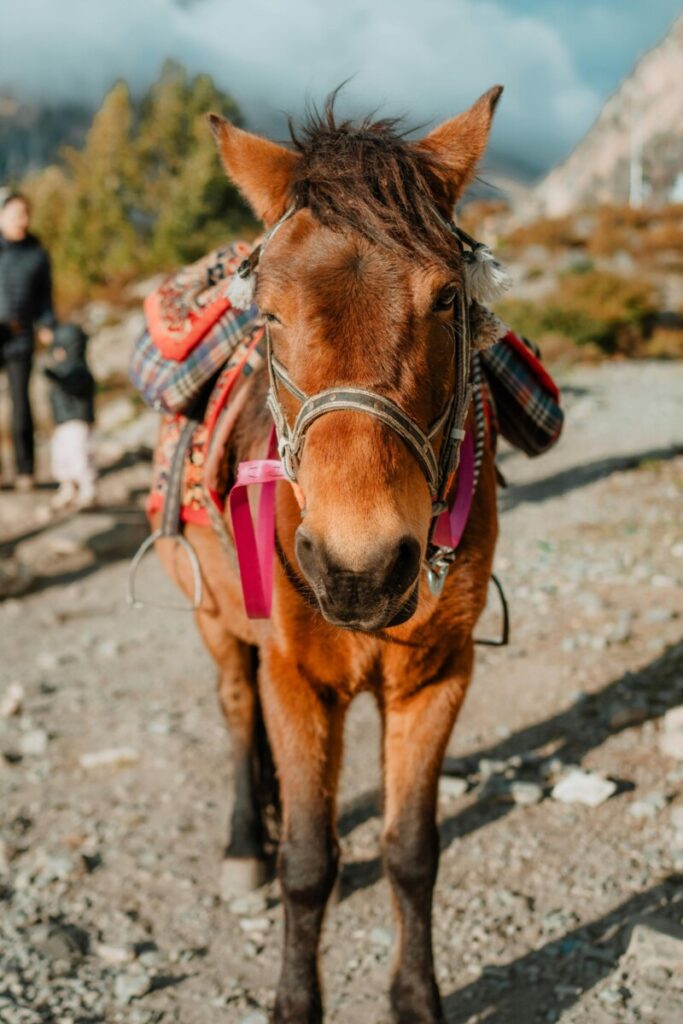 pexels-sagarsintan-35918309