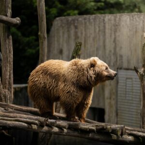 07/07 : JOURNÉE AU PARC'OURS - 4/6ans